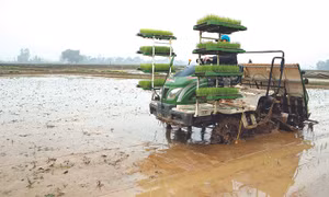 Nhiều địa phương đang nhân rộng mô hình lúa cấy máy. Ảnh: Hoàng Hà