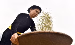 Quá trình làm cốm thủ công đòi hỏi sự khéo léo, kiên nhẫn của người phụ nữ Tày. Ảnh: Văn Tý