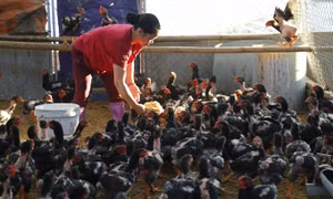 Gà đỏ Đồng Dầy được nuôi bằng cám ngô đến 3 tháng tuổi sẽ chuyển sang thả rông. Ảnh: Nam Sương