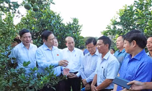 Ngày 22/11/2020, đồng chí Phạm Minh Chính, Ủy viên Bộ Chính trị, Bí thư Trung ương Đảng, Trưởng ban Tổ chức Trung ương cùng đoàn công tác tỉnh Đắk Lắk đến thăm mô hình trồng cây có múi tại huyện Buôn Đôn. Ảnh: Tuấn Anh