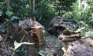 Hiện trường một vụ khai thác rừng trái phép trong rừng già trên địa bàn xã Nà Nhạn (thành phố Điện Biên Phủ). Ảnh: Xuân Tiến – TTXVN