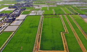 Mô hình “con tôm ôm cây lúa” vươn mình chinh phục thị trường