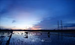 Nông dân xã Kim Bài, huyện Thanh Oai tranh thủ cấy vào rạng sáng 24/6/2020. Ảnh: Hoàng Việt/TTXVN phát