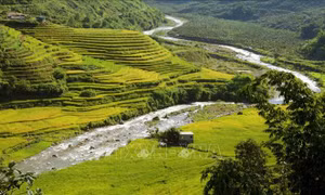Những thửa ruộng bậc thang chạy men theo con suối dọc đường biên giới tại bản Mới giáp với Trung Quốc đã chuyển mình theo thời tiết thu sang màu vàng quyến rũ. Ảnh: Quý Trung – TTXVN