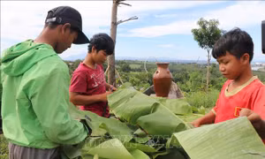 Trẻ em người Bahnar, xã Chư Hreng, thành phố Kon Tum rọc lá chuối, gói bánh tét ủng hộ đồng bào miền Trung. Ảnh: Dư Toán – TTXVN.
