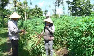 Nông dân huyện Cẩm Mỹ (Đồng Nai) nhổ bỏ cây sắn bị nhiễm bệnh khảm lá. Ảnh: Lê Xuân – TTXVN