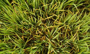 Lúa bị bệnh đạo ôn. Ảnh: Phan Tuấn Anh