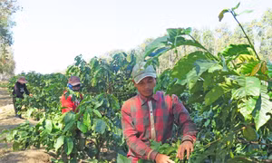 Năng động, sáng tạo, phát huy tốt lợi thế địa phương, các hợp tác xã trên địa bàn tỉnh Kon Tum đã tạo công ăn việc làm, đem lại thu nhập đều đặn cho lao động thường xuyên khoảng 47 triệu đồng/người/năm. Ảnh: Dư Toán