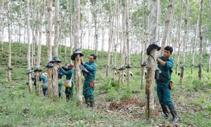 Người lao động của Công ty Cổ phần Cao su Lai Châu II có mức thu nhập bình quân từ 5 đến 6 triệu đồng/người/tháng. Ảnh: Đinh Thùy - TTXVN phát
