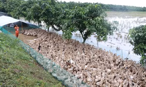 Đồng Tháp nuôi vịt chạy đồng lấy trứng thu nhập cao