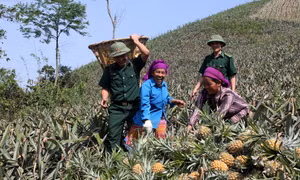 Bộ đội biên phòng Lào Cai giúp dân Bản Lầu , huyện Mường Khương trồng dứa thu nhập cao ổn định dần thoát nghèo Ảnh: Lục Thu - TTXVN