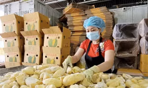 Một cơ sở sơ chế sầu riêng xuất khẩu ở thành phố Gia Nghĩa, tỉnh Đắk Nông. Ảnh: TTXVN phát
