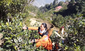 Thu hoạch chè Tà Xùa, loại chè có hàng trăm năm tuổi, sản phẩm nông nghiệp đặc sản của đồng bào dân tộc Mông ở huyện Bắc Yên (Sơn La). Ảnh: Hoàng Hà