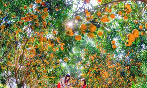 Sắc xuân phương Nam. Ảnh: Hiếu Minh Vũ
