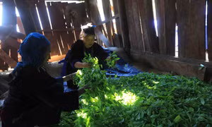 Sơ chế chè tại chỗ để đảm bảo được hương vị đặc biệt của giống chè Shan Tuyết Tủa Chùa. Ảnh: Từ Quỳnh