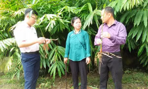 Chị Lan chuyển đổi 3ha diện tích canh tác kém hiệu quả sang trồng sa nhân. Nguồn: muongkhuong.laocai.gov.vn