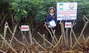 Tiến sỹ Nguyễn Thị Trúc Mai trong một lần đi kiểm tra khu vực trồng giống sắn KM419 và KM440 tại xã Đức Bình Đông, huyện Sông Hinh. Ảnh: TTXVN phát