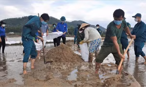 Lực lượng bộ đội, dân quân, công an và đoàn viên thanh niên huyện Tuy Phước ra quân giúp người dân khắc phục sa bồi thủy phá. Tường Quân - TTXVN