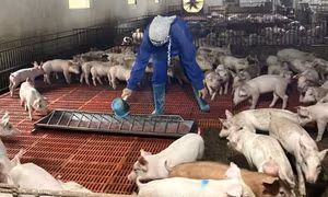 Gương Nông dân Việt Nam xuất sắc: Mô hình chăn nuôi sạch thu lãi trên 1 tỷ đồng mỗi năm của chị Nguyễn Thị Thanh Tâm