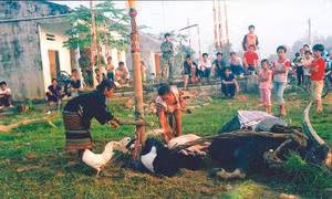 Chủ nhà và khách cùng quây quần bên ché rượu cần trong lễ hội kết bạn của người Mạ Trâu, lợn, dê… là những con vật hiến tế thần linh trong lễ hội. Ảnh: Chu Quốc Hùng