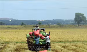 Nông dân xã An Nhứt, huyện Long Điền vận chuyển lúa để bán cho thương lái ngay tại bờ. Ảnh: Hoàng Nhị - TTXVN