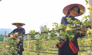 Những năm vừa qua, huyện Quản Bạ (Hà Giang) đã nỗ lực lưu giữ, phát triển nhiều loại cây thuốc, gắn với phát triển kinh tế. Ảnh: Hải Quỳnh
