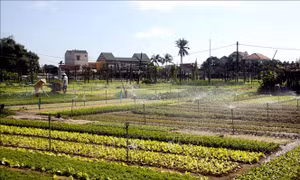 Người dân làng trồng rau truyền thống Trà Quế chăm sóc rau để xuất bán phục vụ dịp tết Nguyên đán. Ảnh: Phước Tuệ - TTXVN