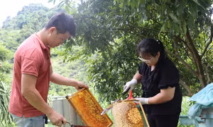 Nuôi ong lấy mật giúp xóa đói giảm nghèo tại Cao Bằng