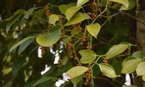 Ngành Nông nghiệp và phát triển nông thôn, các địa phương trên địa bàn tỉnh Đắk Lắk khuyến cáo người dân thu hái khi tỷ lệ quả chín đạt trên 95%. Ảnh: Hoài Thu – TTXVN
