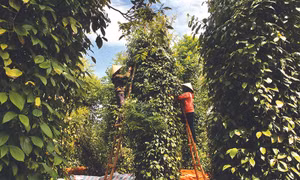 Thường xuyên kiểm tra vườn tiêu để kịp thời phát hiện bệnh hại tiêu. Ảnh: Hồ Cầu