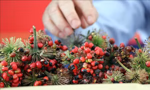 Theo người dân trồng sâm, hạt giống giả sâm Ngọc Linh Kon Tum có hạt to, cuốn cứng hạt thật. Ảnh: Cao Nguyên-TTXVN