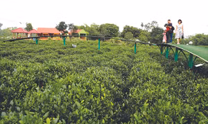 Du khách tới xã Tân Cương có thể đi dạo trên những cây cầu nổi giữa nương chè xanh biếc, cùng đội nón, đeo gùi đi hái chè với đồng bào dân tộc. Ảnh: Thanh Tùng