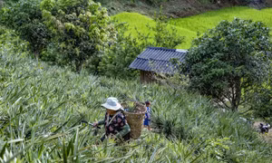 Dứa - Cây trồng giúp người Mông thoát nghèo
