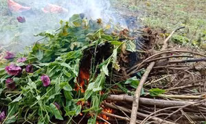 Cao Bằng: Phát hiện, phá nhổ hơn 3.000 cây thuốc phiện trồng trái phép