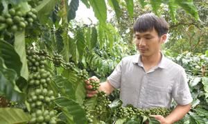 Anh Hoàng Châu Việt Vũ đã thuyết phục gia đình áp dụng phương pháp canh tác theo hướng hữu cơ để nâng cao chất lượng hạt cà phê. Ảnh: Nguyên Dung