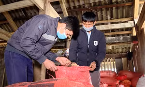 Anh Thèn Văn Hiển (bên trái ảnh) kiểm tra chất lượng lúa sau thu hoạch của 1 hộ đồng bào trong thôn. Ảnh: Vũ Quang Đán