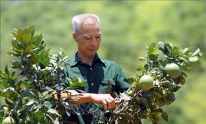 Cựu chiến binh Đinh Văn Ửng chăm sóc cây bưởi tại gia đình. Ảnh: Quang Quyết-TTXVN