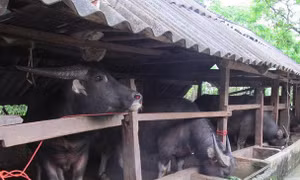 Đinh Văn Chế - Bí thư Chi bộ người H’re đi đầu trong phát triển kinh tế
