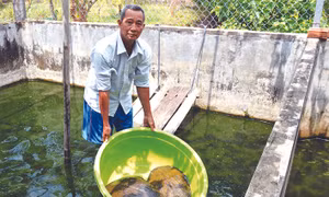 Với tinh thần cần cù, ham học hỏi trong lao động, sản xuất, mô hình nuôi ba ba, cua đinh của gia đình ông Lý Sỏn, người dân tộc Khmer ở ấp Đường Đào, xã Hồ Thị Kỷ, huyện Thới Bình cho thu nhập hàng trăm triệu đồng/năm. Ảnh: Huỳnh Anh