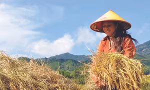 Đồng bào dân tộc Xê-đăng hưởng ứng dồn đổi đất ruộng xây dựng cánh đồng lớn, đem lại niểm vui trong thu hoạch. Ảnh: Văn Phương