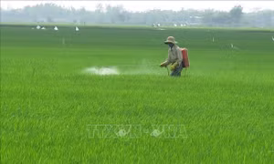 Nông dân xã Hòa Trị, huyện Phú Hòa phun thuốc phòng trừ sâu bệnh hại lúa. Ảnh: Xuân Triệu – TTXVN