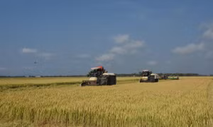 Bà con nông dân tại xã Láng Dài, huyện Đất Đỏ thu hoạch lúa vụ Đông Xuân. Ảnh: Hoàng Nhị - TTXVN