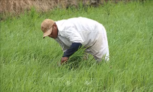 Nông dân Trà Vinh chăm sóc diện tích lúa Đông Xuân 2022 - 2023. Ảnh : Thanh Hòa - TTXVN