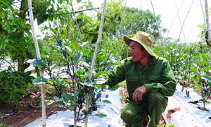 Anh Nguyễn Văn Thành ở thôn Thống Nhất, xã Ea Tân, huyện Krông Năng (Đắk Lắk) chăm sóc vườn cà tím Nhật Bản. Ảnh: Tuấn Anh