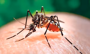 Chikungunya là bệnh do virus được lây truyền sang người qua trung gian là muỗi Aedes. Nguồn: baolongan.vn
