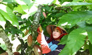 Gia đình chị La Thị Thùy Linh ở thị trấn Ea Knốp, huyện Ea Kar chuyển đổi sang trồng cây ca cao, được các hợp tác xã bao tiêu thu mua sản phẩm. Ảnh: Ngọc Đức