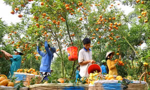 Quýt hồng Lai Vung giờ đã trở thành một thương hiệu nổi tiếng của tỉnh Đồng Tháp. Quýt hồng Lai Vung được thu hoạch rộ vào tháng 12 âm lịch để phục vụ thị trường Tết Nguyên đán. Ảnh: NguyễnVăn Trí