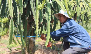 Bà con nông dân tỉnh Bình Thuận sử dụng hệ thống tưới phun sương tự động dưới gốc thanh long giúp tiết kiệm nước. Ảnh: Nguyễn Thanh