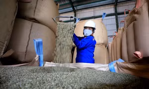 Chất lượng cà phê Robusta Việt Nam được đánh giá là ngon hàng đầu trên thế giới. Ảnh: Nhật Anh – TTXVN