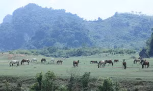 Những đàn ngựa bình yên gặm cỏ trên “bức thảm xanh” trải dài hút mắt tại Đồng Lâm. Ảnh: Anh Tuấn – TTXVN